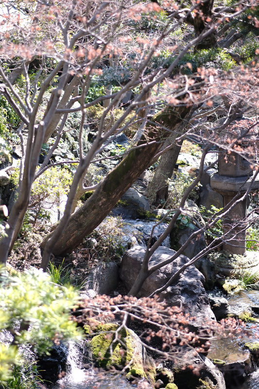 ワシントの桜　開花