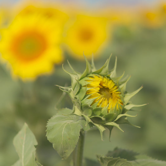花の取扱高3299億円、前年比5%減──それでも私が「菊」に希望を持つ理由