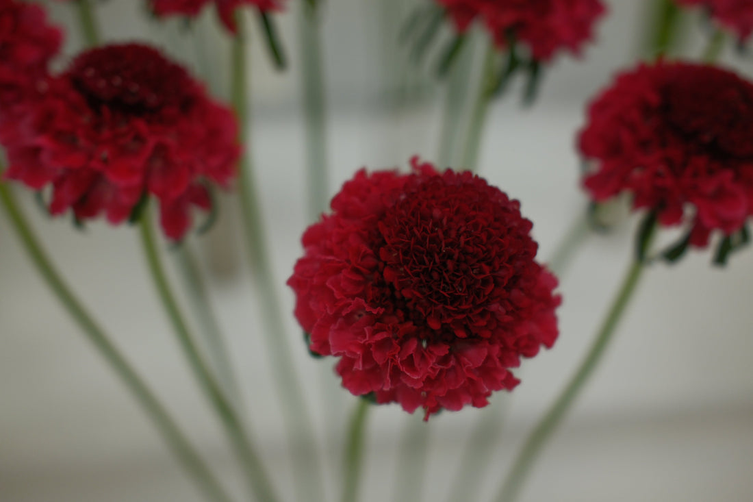 円安・円高より大切なこと。花屋として考える「強い経済構造」｜GORI日記