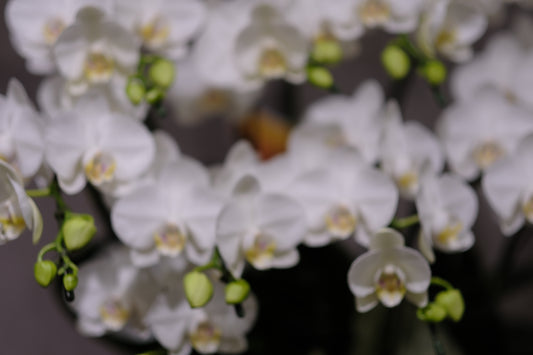 胡蝶蘭とアマビリスの違い