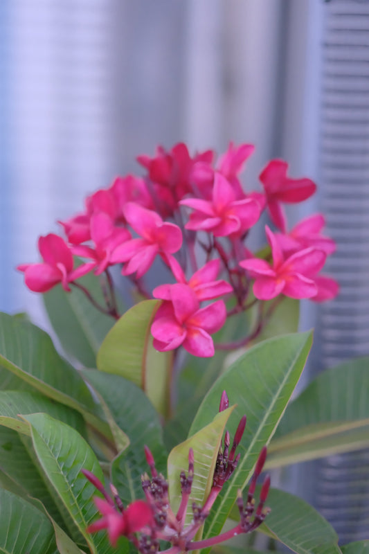 「プルメリアが2年で見事に成長！お客様の暮らしに根付く植物の魅力」