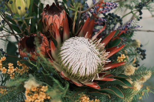 キングプロテア