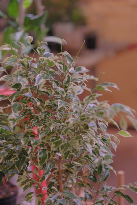 GORI日記：驚きのニュースと、板橋花きへの想い