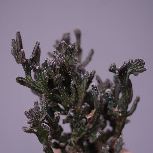 サボテン　モンビレア残雪の峰