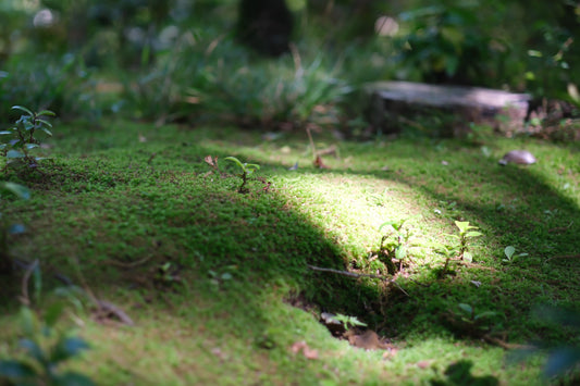 雨って嫌ですが、植物は生き生きする。