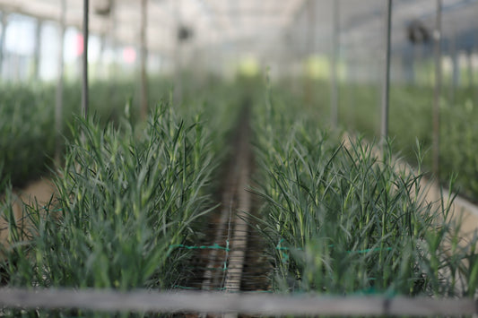 大谷翔平選手　52-52