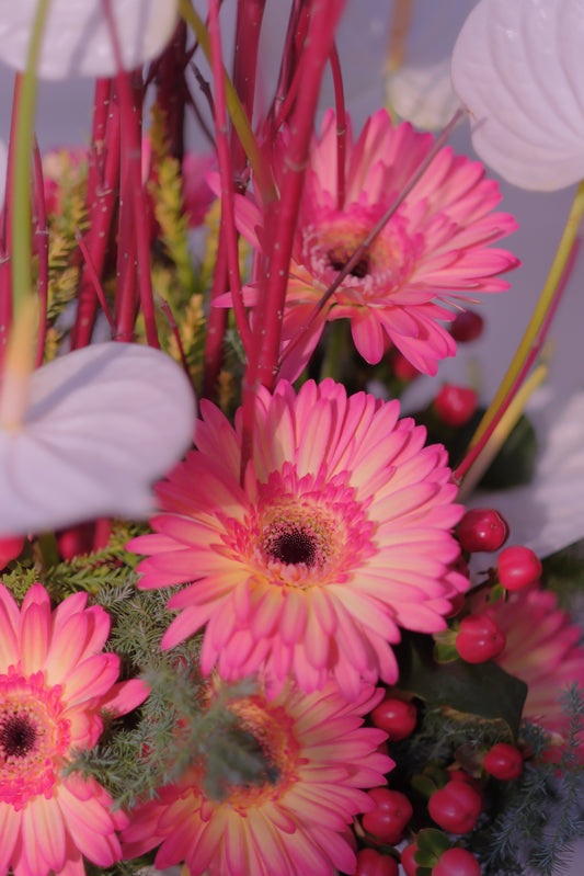 元気を寄与するガーベラ