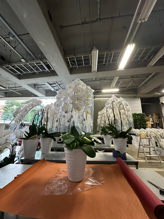 「秋の叙勲のお祝いに心を込めて—胡蝶蘭をお届けして感じた喜び」