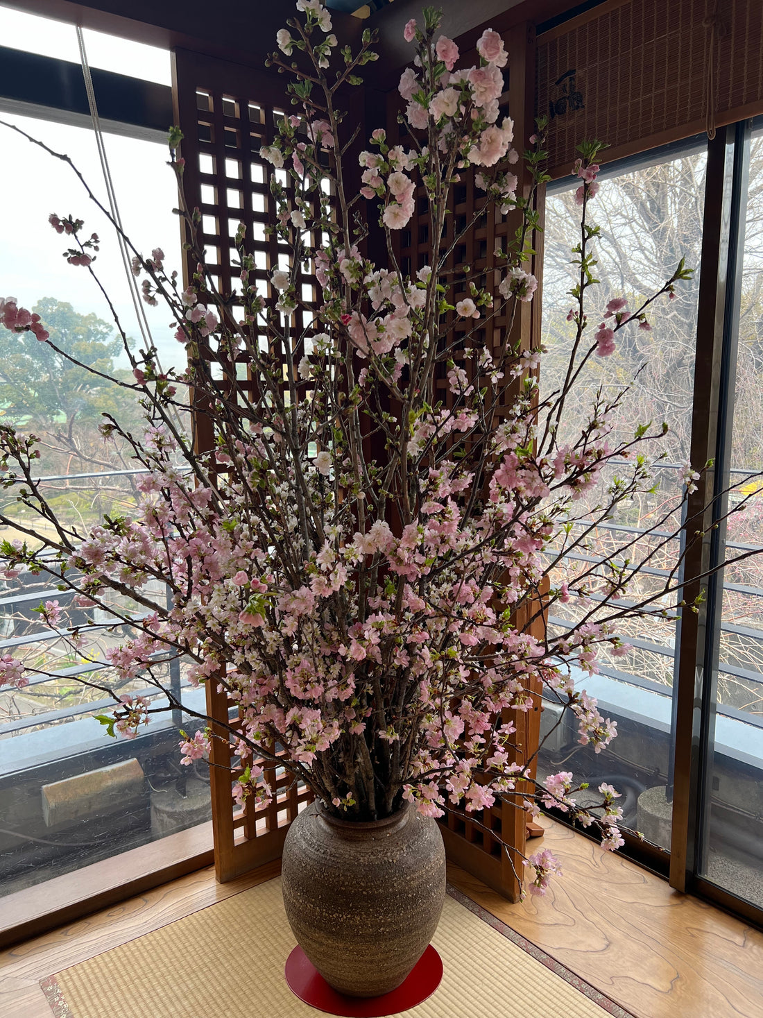 東京でサクラが開花した