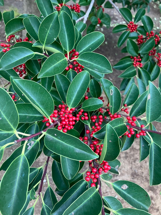 「常緑樹と落葉樹：お庭にぴったりの樹木選び」