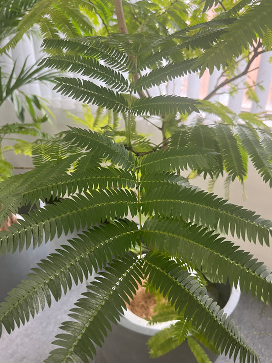 エバーフレッシュ