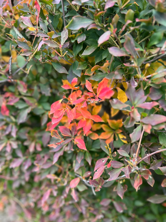 「暖かな秋の日に見つけた小さな紅葉」