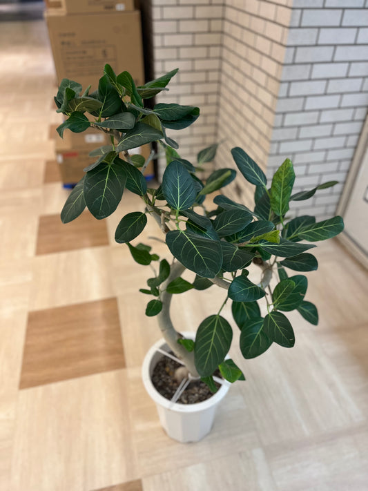 フィカス・ベンガレンシス