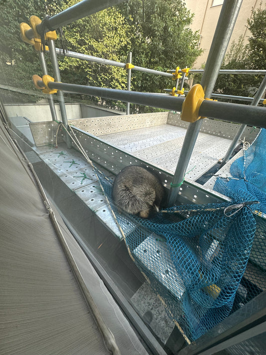 GORI日記：「永田町のアライグマ」