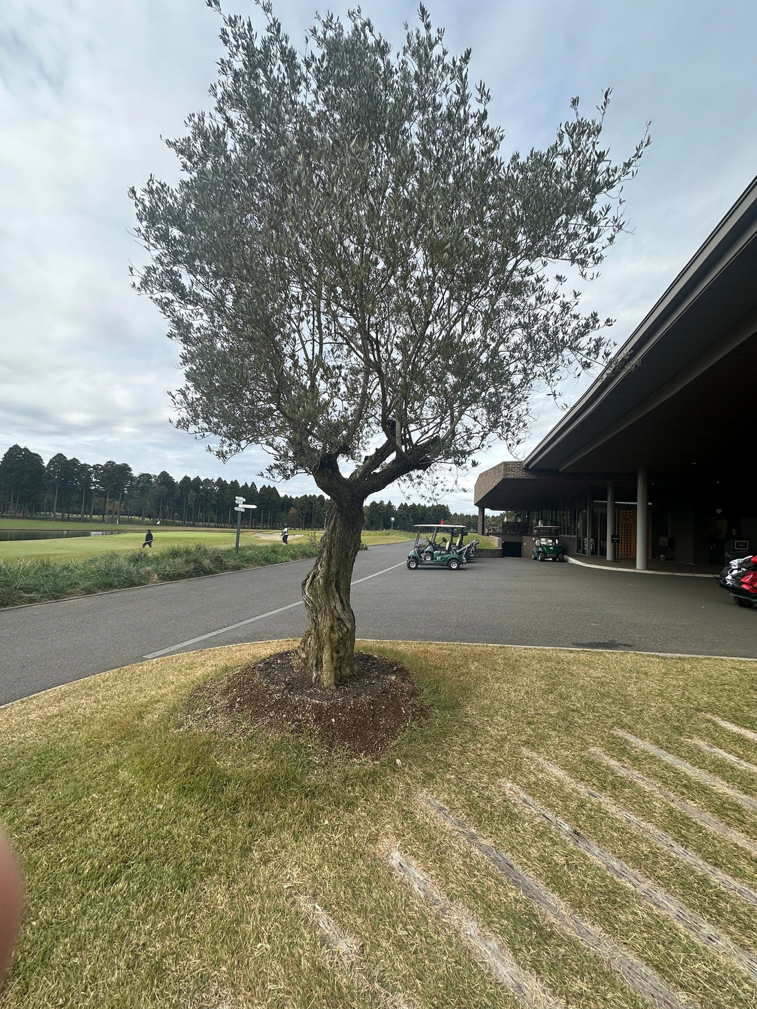 東京クラシッククラブで出会った大きなオリーブと学び｜GORI日記