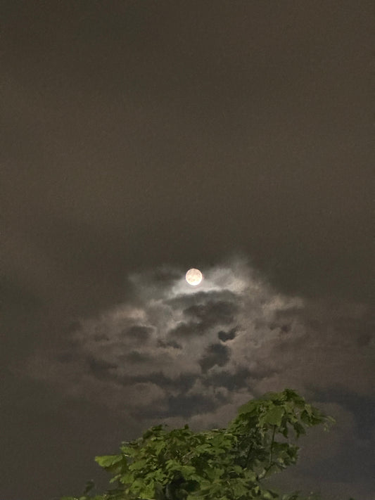 「人間は特別」というおごりを捨てよ──ロボット研究の石黒浩教授の言葉を、「植物と共に生きる」花屋が読む