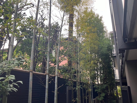 「竹の成長と日本文化　お正月に込められた意味」