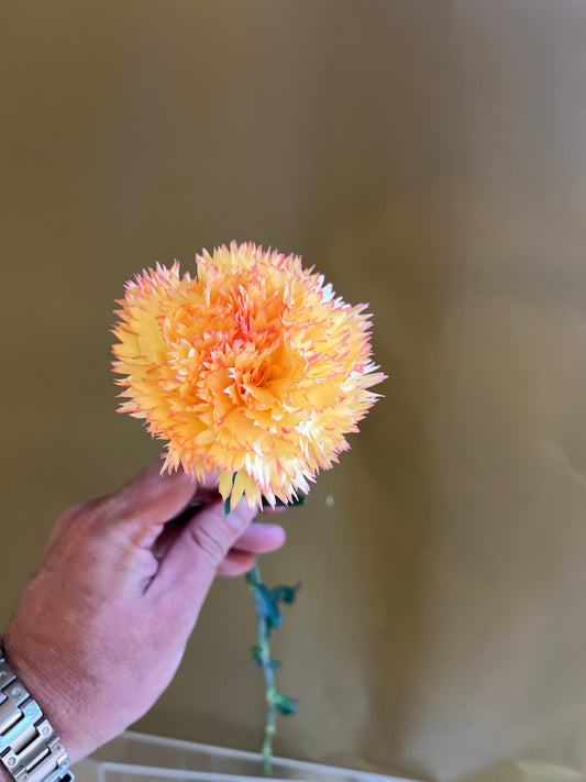 カーネーション　『カリフォルニア』