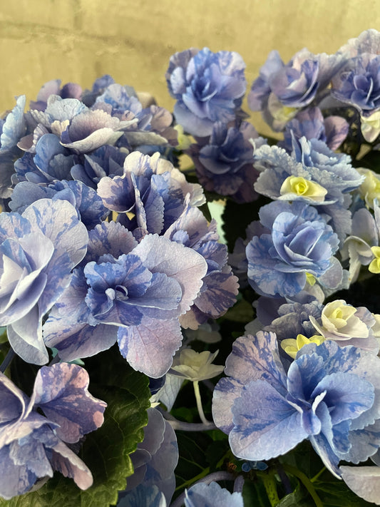 八重咲　紫陽花　フェアリーマーブル