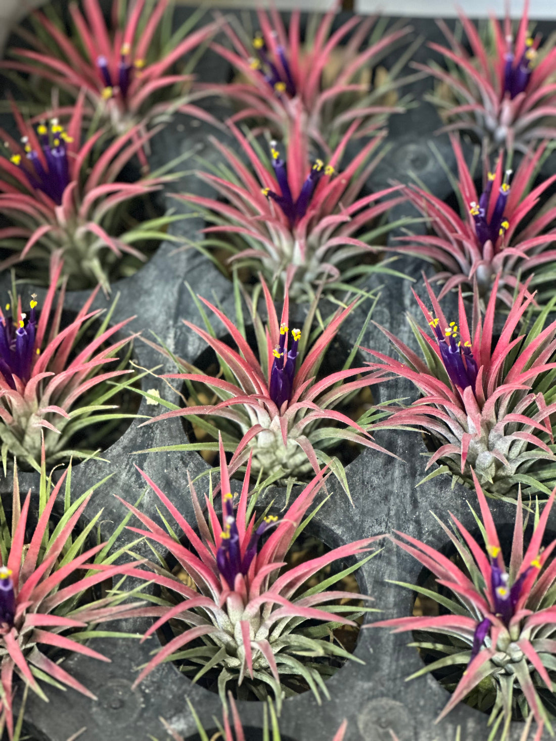 仲間の言葉が教えてくれたリンゲルマン効果の本質とは？