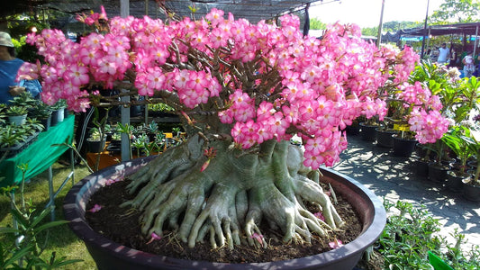 Adenium arabicum