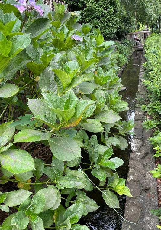 紫陽花の生命力