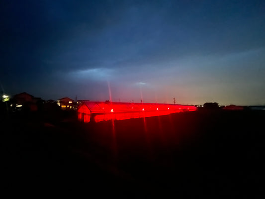 自然環境が支える日本一の菊　渥美半島