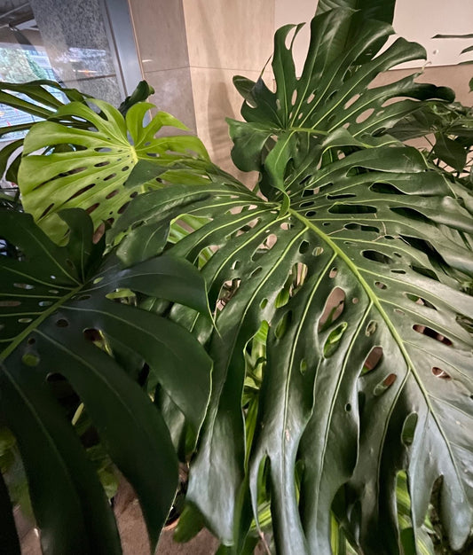 観葉植物2024年上半期ランキング