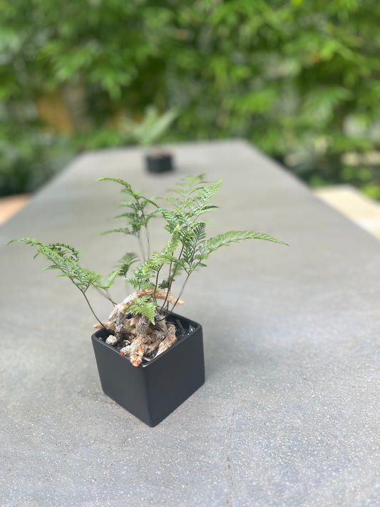 都知事選 現職の小池氏が3回目の当選