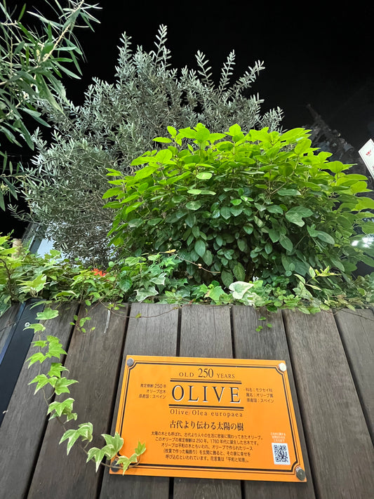 太陽の木　オリーブ