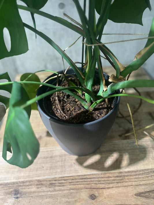 植え替えのご依頼