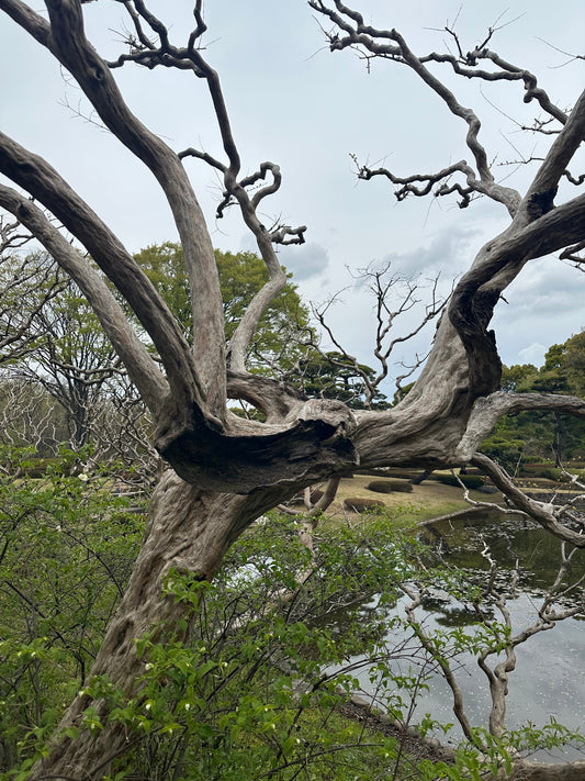 ウナギもキャビアも細胞培養！？未来の“高級食材”が変わるかも？