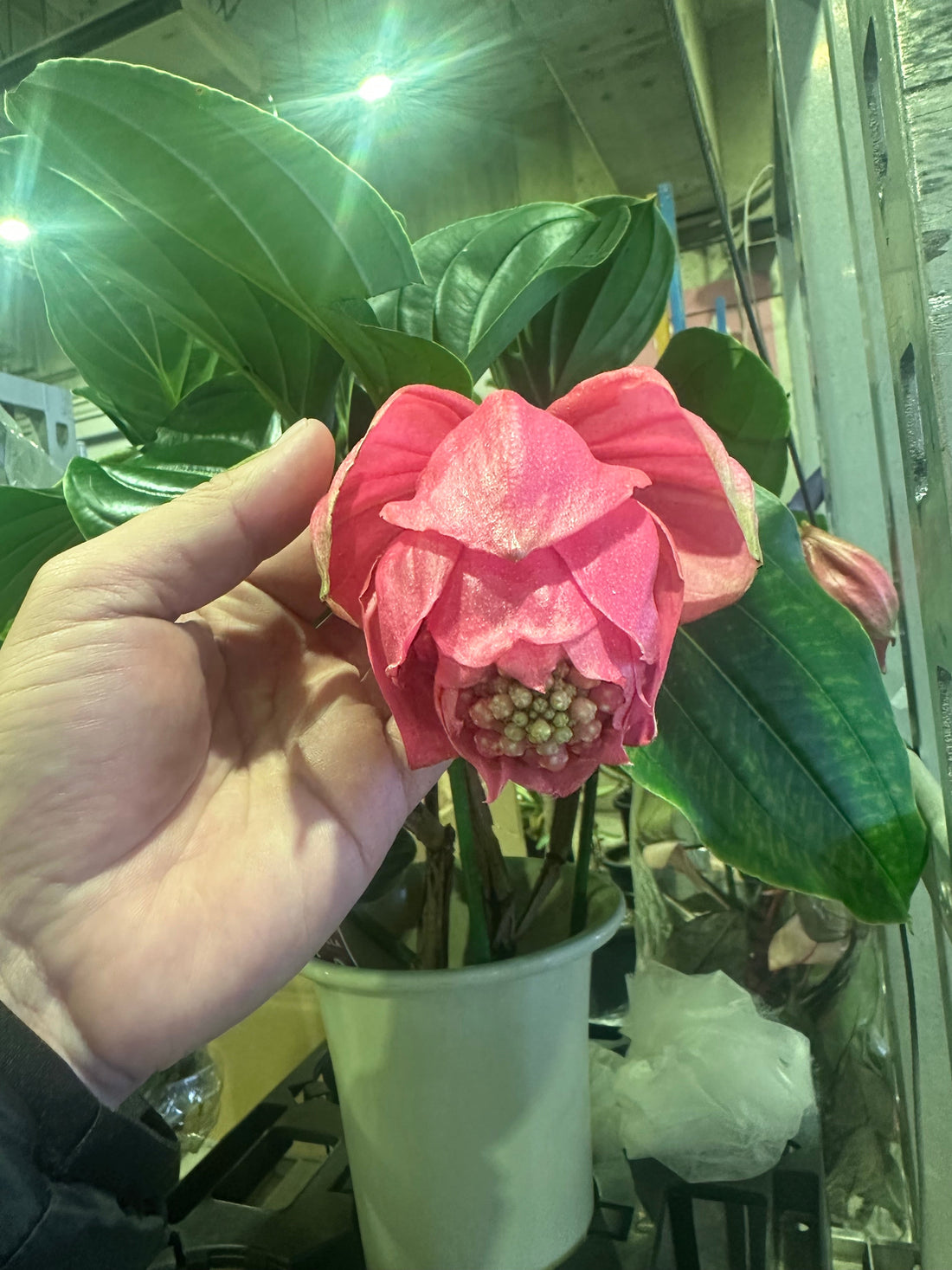 私は一生、植物屋で生きていく