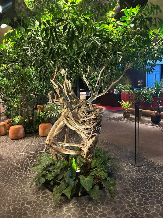 シェフレラ古木の魅力｜極太・ゴツゴツの一点物が生む唯一無二の存在感