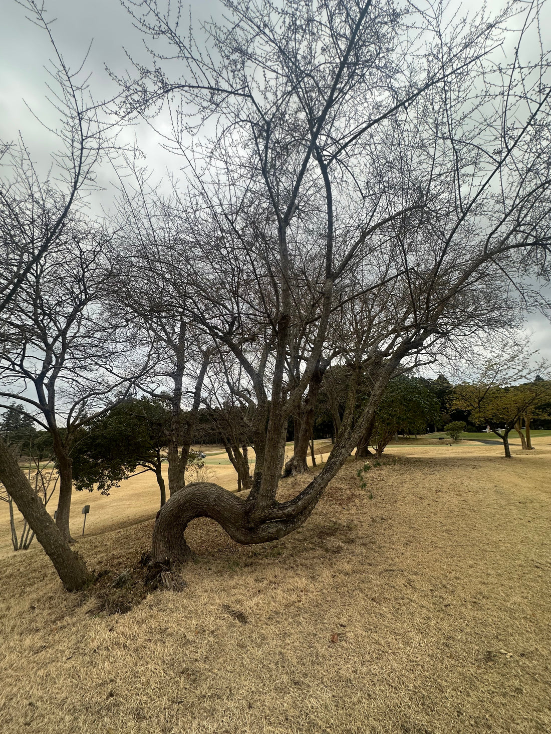 原油価格高騰でガソリン過去最高へ｜中東依存と日本のエネルギー課題