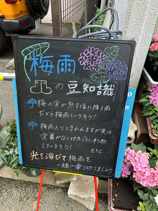 梅雨入りの豆知識と過ごし方
