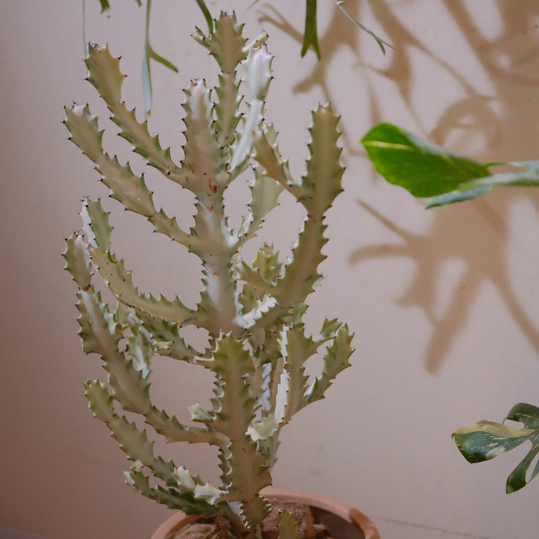 ユーフォルビア ホワイトゴーストとサボテン、何が違うの？見た目そっくりな2つのルーツと見分け方【GORI日記】