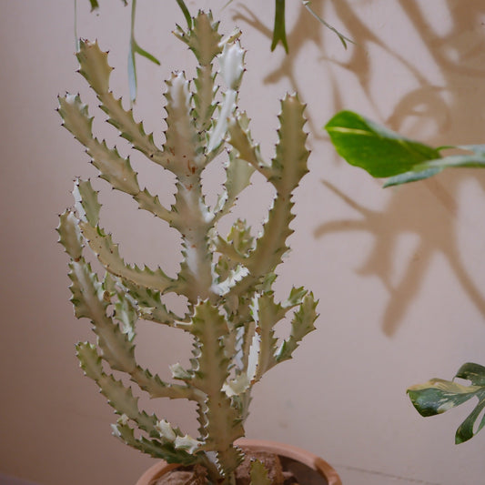 ユーフォルビア ホワイトゴーストとサボテン、何が違うの？見た目そっくりな2つのルーツと見分け方【GORI日記】