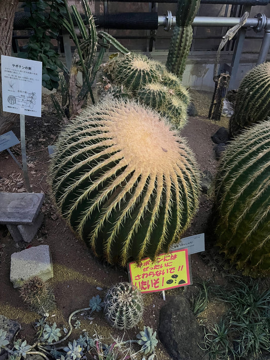 日本の文化