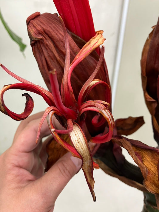 幻の花ガイミアリリー