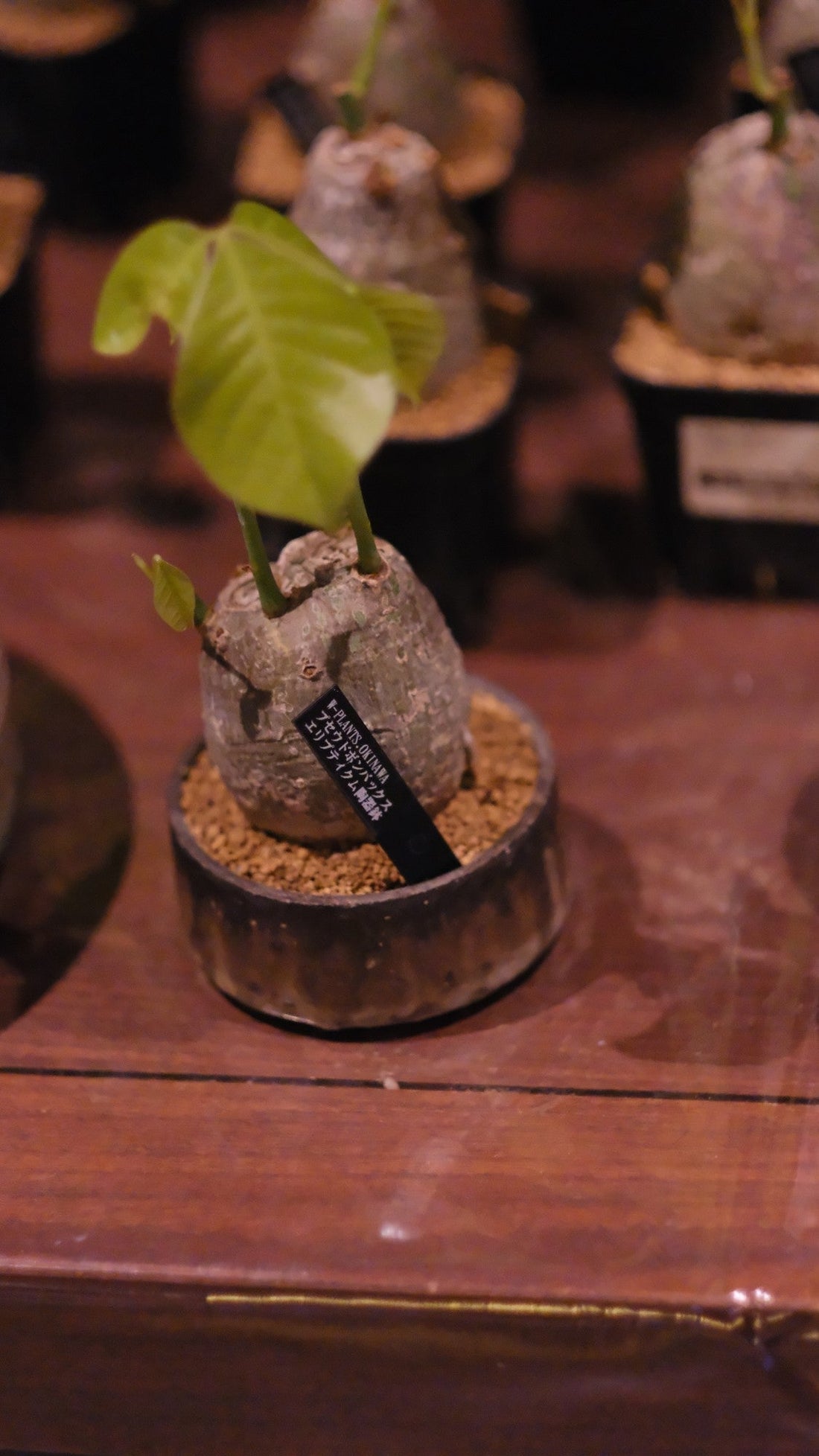 W-PLANTS OKINAWAのプセウドボンバックス・エリプティクム。やちむん鉢に植えられた丸い塊根の株