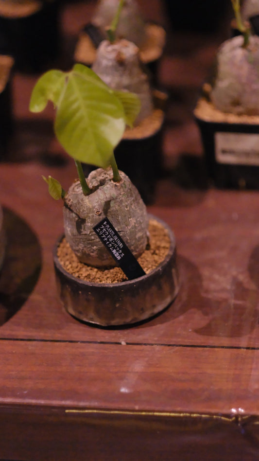 W-PLANTS OKINAWAのプセウドボンバックス・エリプティクム。やちむん鉢に植えられた丸い塊根の株