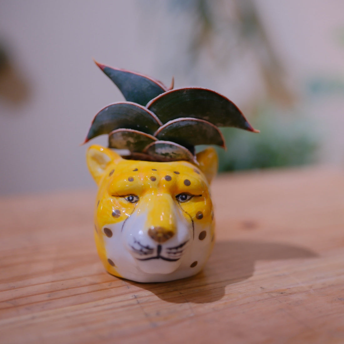 サンスベリア・ロリダ ヒョウ陶器鉢 正面 一点物 高さ約10cm GORI STORE TOKYO
