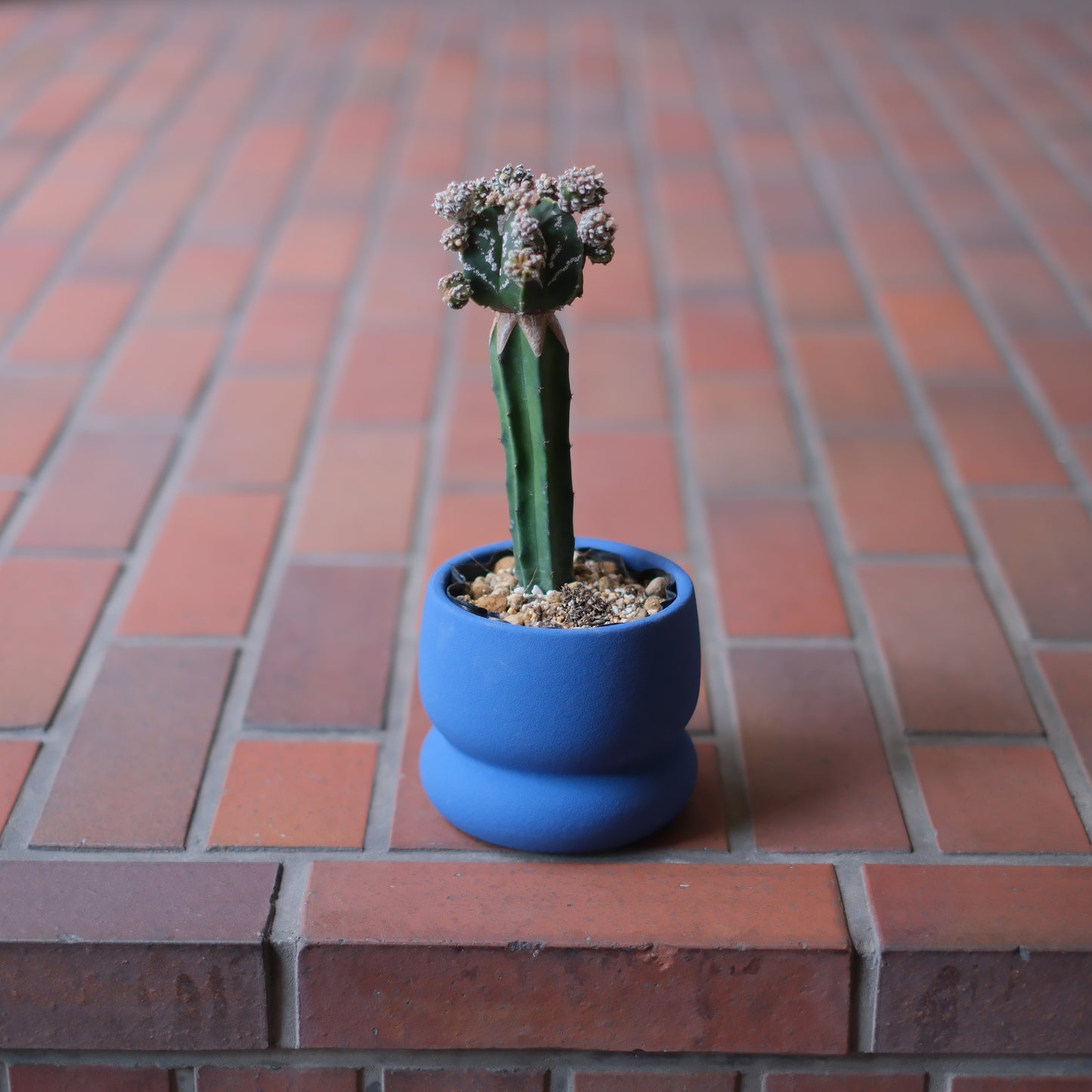 接ぎ木サボテン 紅葉ランポー（Grafted Cactus Astrophytum）