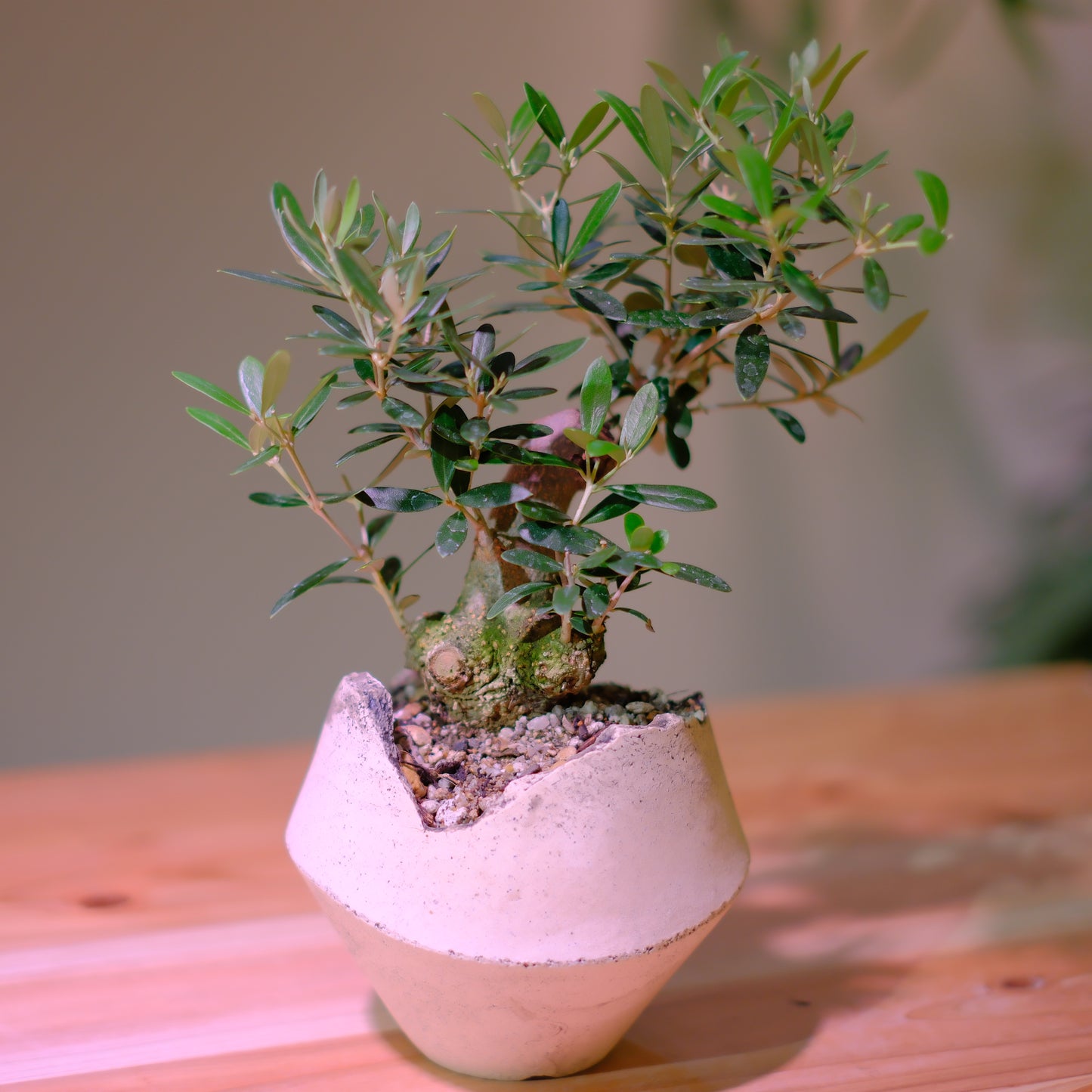 【一点物】オリーブ盆栽 ネバディロブランコ B01｜香川県 創樹（Souju）職人仕立て｜陶器鉢・皿付き【GORI STORE TOKYO】