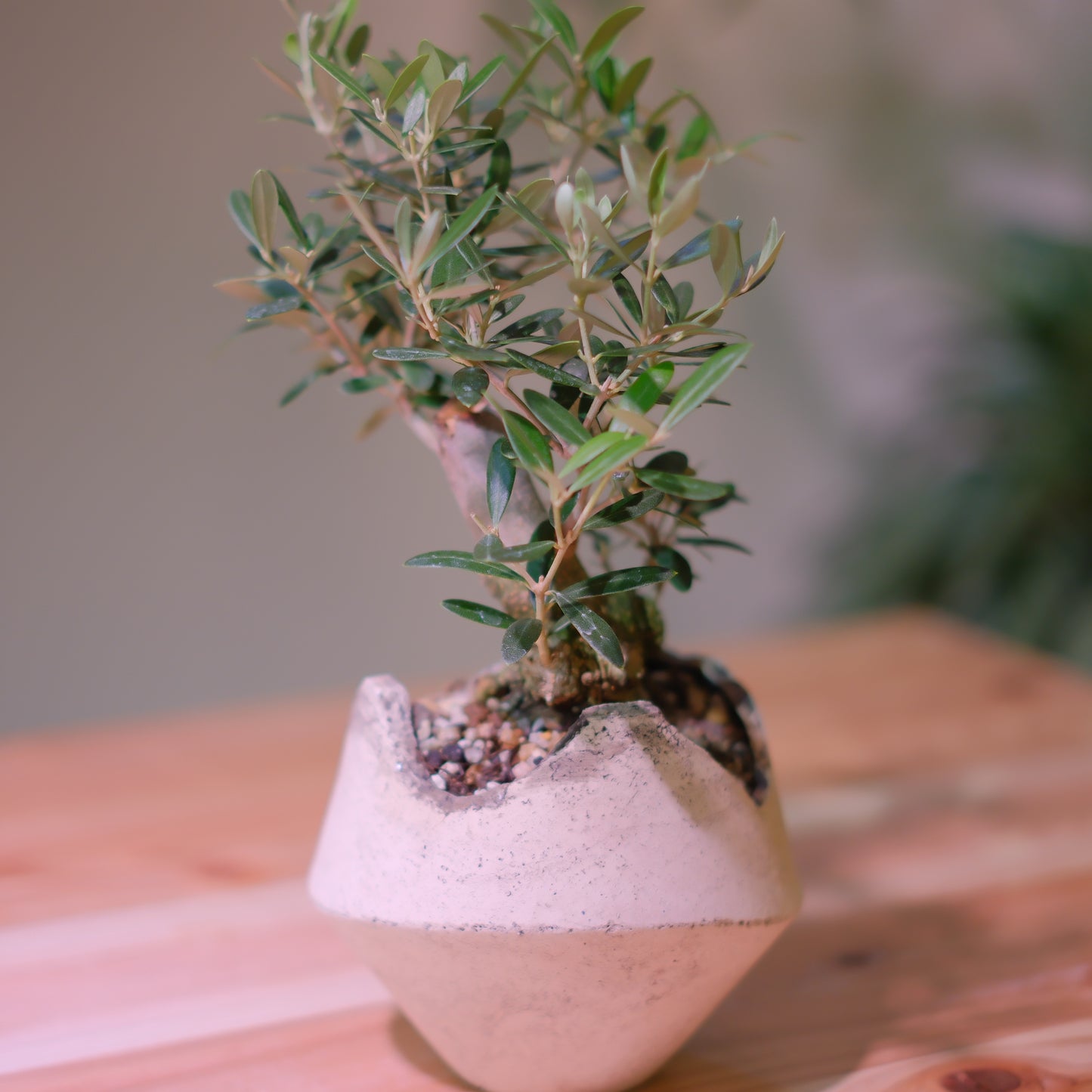 【一点物】オリーブ盆栽 ネバディロブランコ B01｜香川県 創樹（Souju）職人仕立て｜陶器鉢・皿付き【GORI STORE TOKYO】