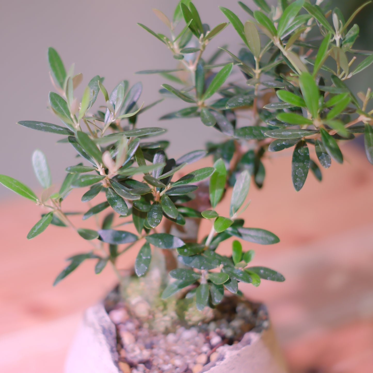 【一点物】オリーブ盆栽 ネバディロブランコ B01｜香川県 創樹（Souju）職人仕立て｜陶器鉢・皿付き【GORI STORE TOKYO】