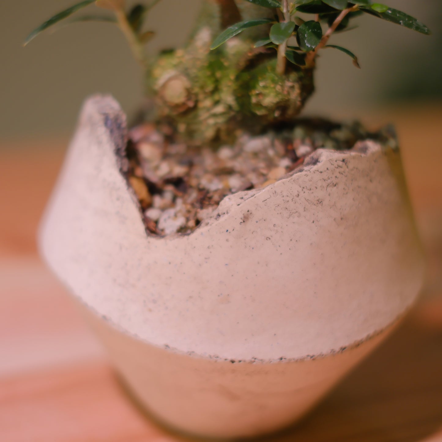 【一点物】オリーブ盆栽 ネバディロブランコ B01｜香川県 創樹（Souju）職人仕立て｜陶器鉢・皿付き【GORI STORE TOKYO】