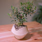 【一点物】オリーブ盆栽 ネバディロブランコ B01｜香川県 創樹（Souju）職人仕立て｜陶器鉢・皿付き【GORI STORE TOKYO】