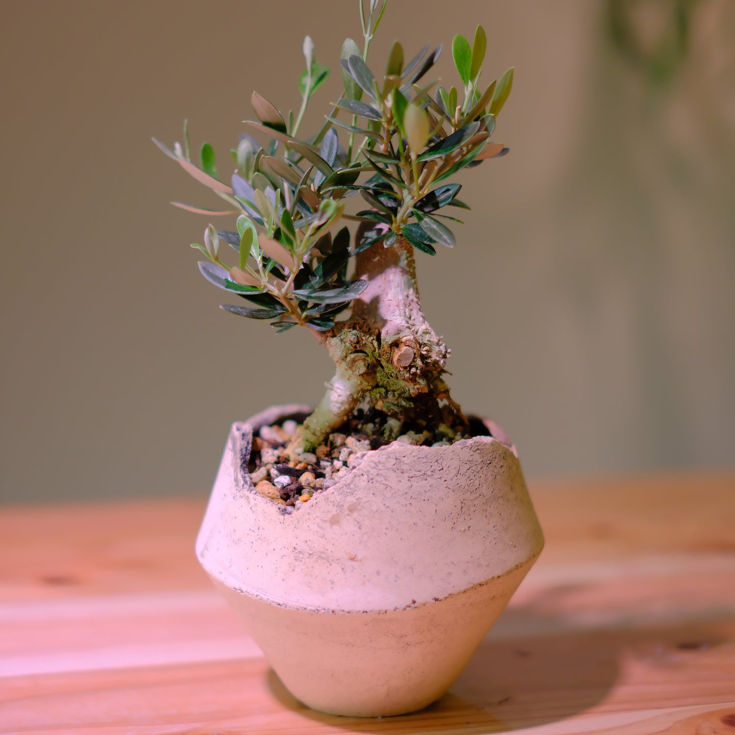 【一点物】オリーブ盆栽 マンザニロ C01｜香川県 創樹（Souju）職人仕立て｜陶器鉢・皿付き【GORI STORE TOKYO】